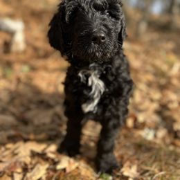 Double Doodle Puppies from Dog Paw Doodles