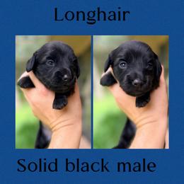 Midnight - Black and cream male Dachshund puppy in Pierson, Florida from Paige’s Mini Dachshunds