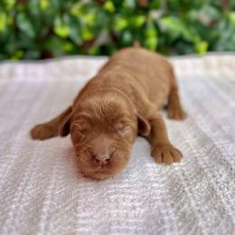Caramel Red Boy - Caramel red male Australian Labradoodle puppy in Hartshorne, Oklahoma from Jena Edmond