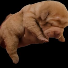 Goldy - Cream dilute female Chinese Shar-Pei puppy in Bakersfield, California from Cashmerewrinkles