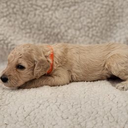Poodle Puppies from Karla Skow