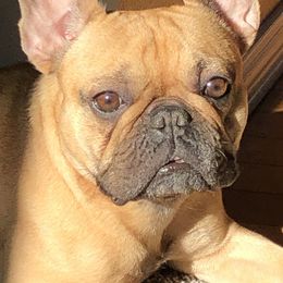 French Bulldogs from Brewery City French Bulldogs