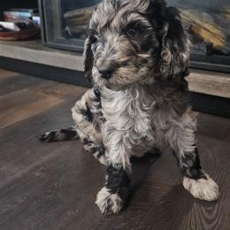 Aurora - Merle female Goldendoodle puppy in Meridian, Idaho from Lucy's Golden Doodles