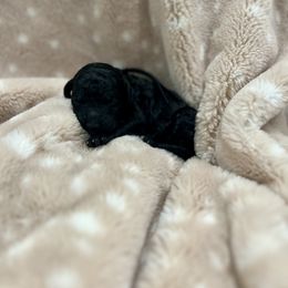 Goldendoodle Puppies from Sugar Doodles