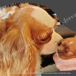 Cavalier King Charles Spaniel puppies from Cavaliers King Charles Spaniels at Carmen Acres Farm