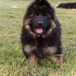 German Shepherd Puppies from Zaragoza German Shepherds