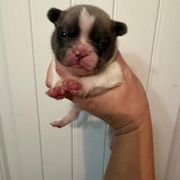 Koala bear - Tricolors male French Bulldog puppy in Ludowici, Georgia from Royal Destiny Kennels