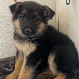 Gabby - Black and red female German Shepherd puppy in Whitewater, California from Vom Haus Metzler Shepherds