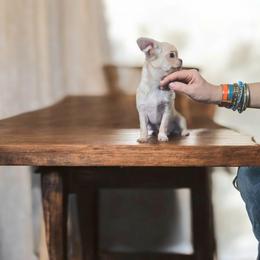 AKC tiny Girl - Fawn and white female Chihuahua puppy in Brooklyn, New York from Nadezhda's Chihuahuas
