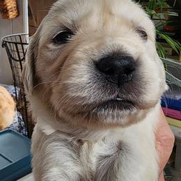 Miss Aqua - Light golden female Golden Retriever puppy in Phoenix, Maryland from Tamarind Goldens