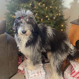 Misty - Bernedoodle