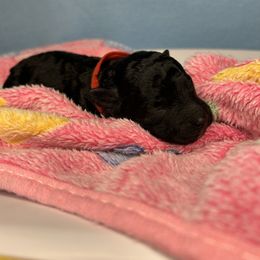 Lady - Black & white female Maltipoo puppy in Clover, South Carolina from Cudi’s Buddies