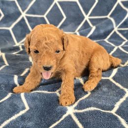Ginger - Red female Maltipoo puppy in Granada Hills, California from Sheryls Puppies