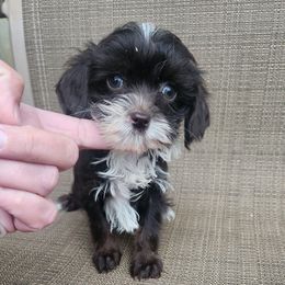 Rooster - Brown white and tan male Cockapoo puppy in Ellensburg, Washington from Dawn to Dusk Cockapoos