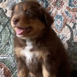 Beignet - Red tri-color female Australian Shepherd puppy in Boulder, Colorado from Noble Standard Australian Shepherds