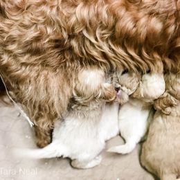 Goldendoodle Puppies from Coal Country Doodles