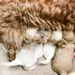 Goldendoodle Puppies from Coal Country Doodles