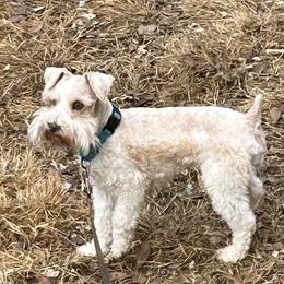 Marlin - Miniature Schnauzer