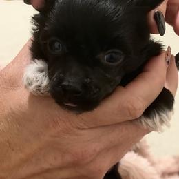 Black and White Male - Black and white male Chinese Crested puppy in Salt Lake City, Utah from Naked & Famous