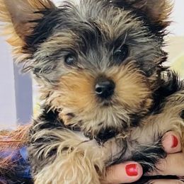 Yorkshire Terrier Puppies from Tiny Puppies World