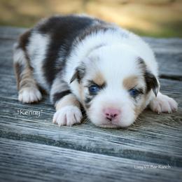 Kenny - Blue merle male Miniature Australian Shepherd puppy in Evant, Texas from Lazy VT Bar Ranch