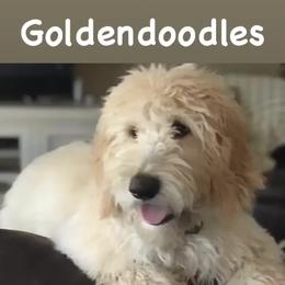 Goldendoodle Puppies from Dhalia’s Doodles
