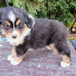 Jameson - Black tri male Miniature American Shepherd puppy in Goldendale, Washington from Amulet Charm