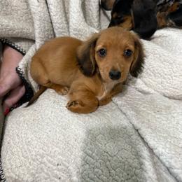 Relish - Cream male Dachshund puppy in Mountain Home, Arkansas from Furry Friends Kennel