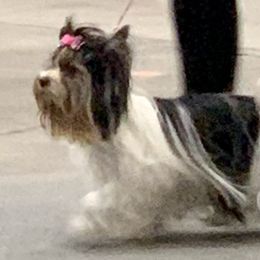 Biewer Terrier Puppies from Bouquet Biewers