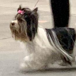 Biewer Terrier Puppies from Bouquet Biewers