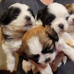 Shichons and Shih Tzus from Teddy Bear (Shichon) Puppies!
