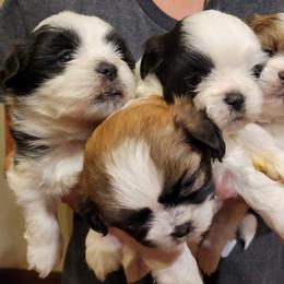 Shichons and Shih Tzus from Teddy Bear (Shichon) Puppies!