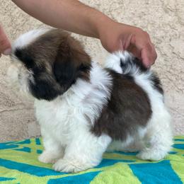 Mio - Tricolor male Shih Tzu puppy in Central, California from Ling Ling’s Shih Tzu
