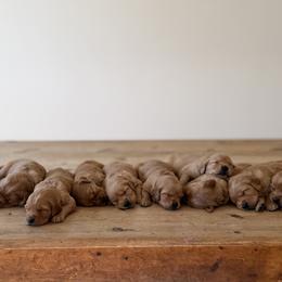 Golden Retriever Puppies from Church Creek Retrievers