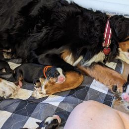 Bernese Mountain Dog Puppies from Baby Bear Bernese Kennel