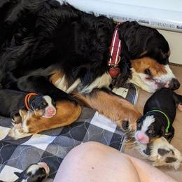 Bernese Mountain Dog Puppies from Baby Bear Bernese Kennel