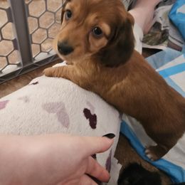 Dachshund Puppies from Grand mesa mini dachshund