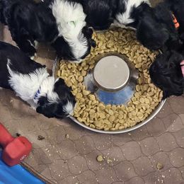 Cocker Spaniel Puppies from Allison Cocker Spaniel Pup's
