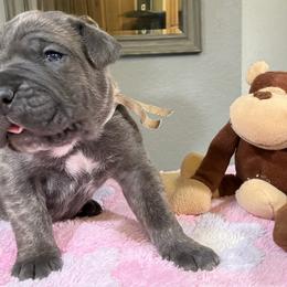 Jestor - Gray male Cane Corso puppy in Dunnellon, Florida from High Royal Kennel