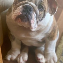 Bulldogs and French Bulldogs from Heritage Purebred
