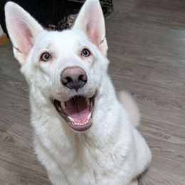 Kalliq Amaguq - German Shepherd