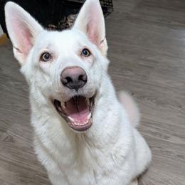 Kalliq Amaguq - German Shepherd