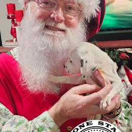 Snow White - White and black female Dalmatian puppy in Katy, Texas from Lone Star Dalmatians