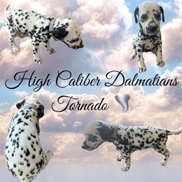 Tornado/ grey male - White and black Dalmatian puppy in Pocatello, Idaho from High Caliber Dalmatians