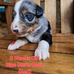 Prince Krypto - Blue merle male Miniature Australian Shepherd puppy in Dunnellon, Florida from Ever After Mini Aussies