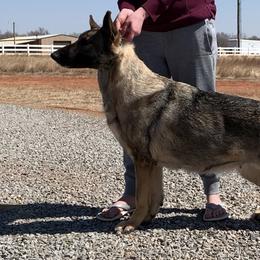 Bubbles - German Shepherd