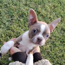Ashley (AKC) - Lilac female Boston Terrier puppy in Galt, California from Monkey Biz Bostons