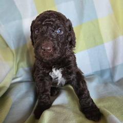 Thumper - male Newfypoo puppy in Mckenzie, Tennessee from Small Town Doodles & Poodles