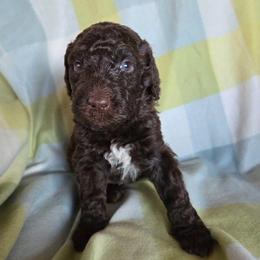 Thumper - male Newfypoo puppy in Mckenzie, Tennessee from Small Town Doodles & Poodles