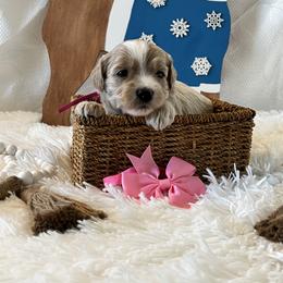 Pink Collar Female - Apricot female Goldendoodle puppy in Bradenton, Florida from Suncoast Goldendoodles